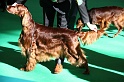 Crufts2011 079